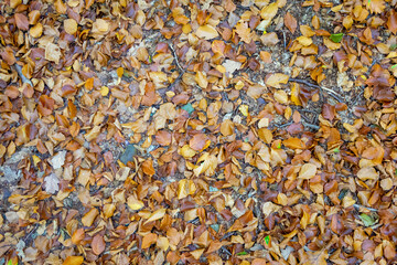 autumn leaves on the ground texture background