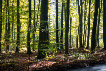 Obraz premium forest in autumn