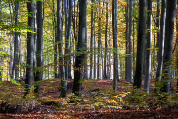 forest in autumn