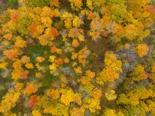 tree top autumn leaves