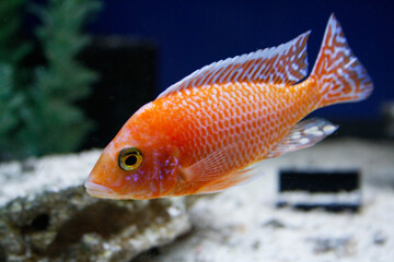 Aulonocara Firefish - African cichlid from Lake Malawi