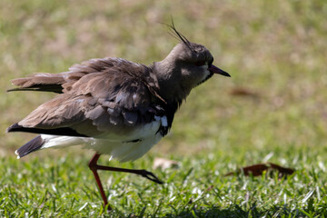 Photograph of a beautiful Southern lapwing.