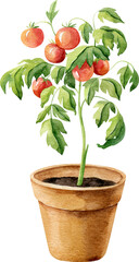 Tomato plant with ripe tomatoes in clay pot. Watercolor handdrawn clipart.