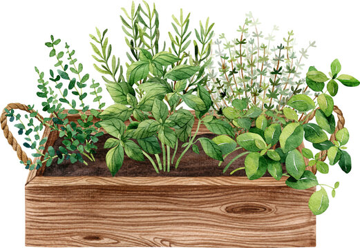 Wooden box with growing spicy plants basil, thyme, rosemary. Watercolor handdrawn illustration. Apartment gardening concept clipart.