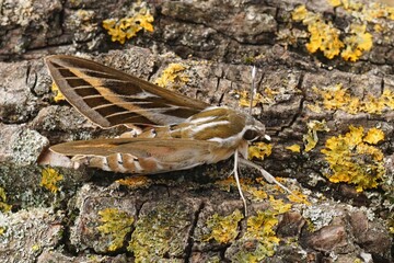 Closeup on a beautiful Mediterranean striped hawk-moth, Hyles livornica sitting on wood