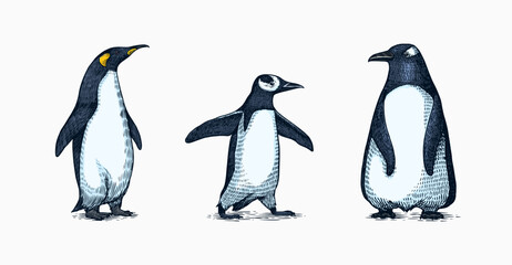 Emperor penguin and cute baby. Small cute family. vector graphics black and white drawing. Hand drawn sketch. Group of aquatic flightless birds. African and Gentoo and King chick