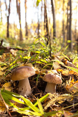 Mushroom porcini growing in grass in autumn fall forest in sunlight close up. Two Edible wild boletus mushroom