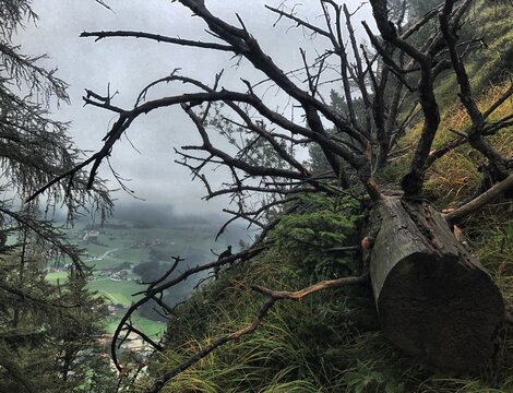 Schwarzer, toter Baumstamm mit &Auml;sten an einem steilen Hang am Innzeller Kienbergl bei Regen, Chiemgau, Alpen, Bayern, Deutschland