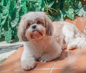 beautiful puppy of the shih tzu breed, resting happily on the floor. elegant royal dog breed