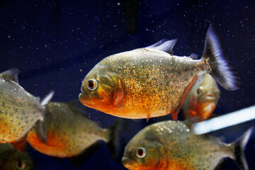 Piranha - Fish - Aquarium