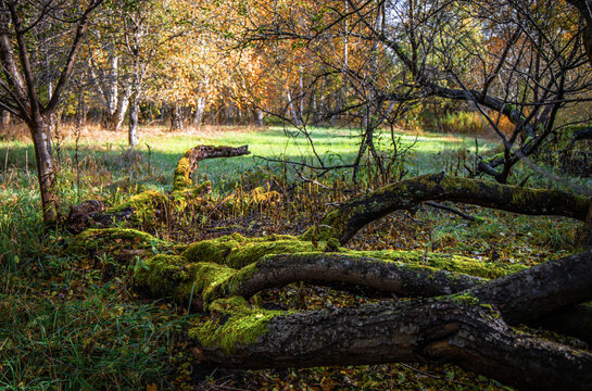 Green moss on a fallen tree in the autumn forest.