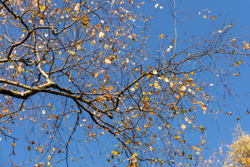 Branch with colorful autumn leaves. Branches of autumn trees.