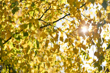 Autumn leaves on the sun. Fall blurred background. Selective focus.