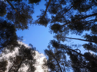 Trees against the blue sky.