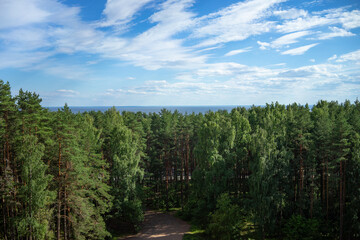 The tops of ancient pines on the horizon.View of the Gulf of Finland from sandy mountain. 