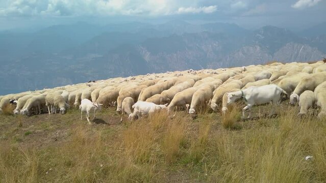 Grazing sheep and goats on a mountain top Monte Baldo Italy