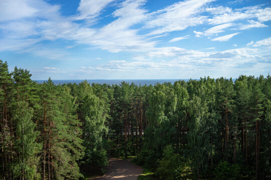 The tops of ancient pines on the horizon.View of the Gulf of Finland from sandy mountain. "Death of the mountain" in Ushakovo. Pine forest on the shore of the bay in Zelenogorsk.Karelian Isthmus in su