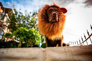 Chocolate labrador dressed up with a lion mane, funny concept, cute dog. © gareth
