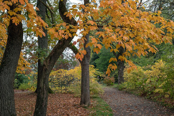 Fototapeta premium Herbs