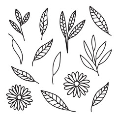 Doodle hand drawn different leaves and flowers vector set. Hand drawn doodle herbs