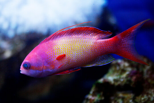 Anthias - Saltwater pink fish