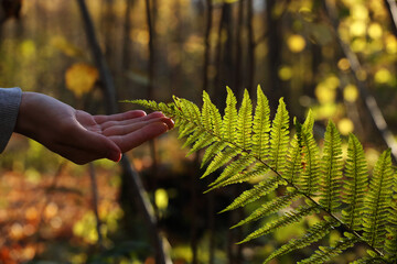 Branch of a green fern and young man hand in the autumn forest. Pavel Kubarkov, my right hand and green fern. Photo was taken 16 October 2022 year, MSK time in Russia. - 539832492
