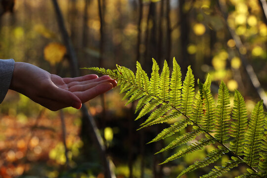 Branch of a green fern and young man hand in the autumn forest. Pavel, my right hand and green fern. Photo was taken 16 October 2022 year, MSK time in Russia.