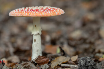 Fliegenpilz freistehend im Wald 