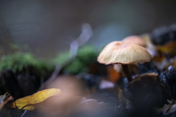 freistehender Pilz im Wald