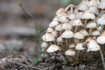 Pilze im Wald 