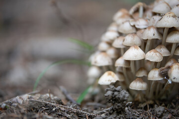 freistehender Pilz im Wald