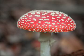 Fliegenpilz freistehend im Wald 