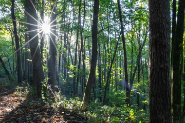 Stiller Wald im Frühling mit schönen hellen Sonnenstrahlen