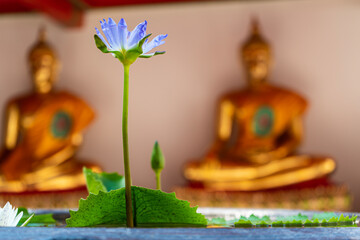 flower in a temple with a golden statue