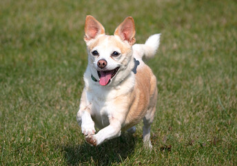 A Happy Small Mixed Breed Dog Running Through the Grass