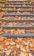 autumn leaves background