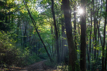 Fototapeta na wymiar Stiller Wald im Frühling mit schönen hellen Sonnenstrahlen