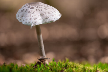 Großer Pilz freistehend im Wald