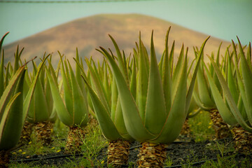 green grass in the morning