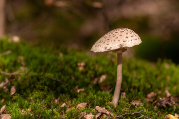 Pilze im Wald