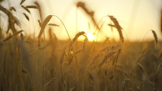 Wheat field, ears of wheat swaying from the gentle wind at sunset.