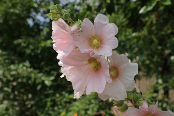 In the rays of the sun, large, pink inflorescences of a mallow flower glow on a blurred background of bushes.