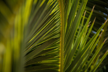 palm tree leaves