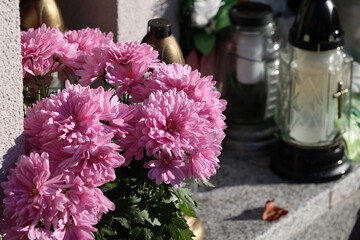 Kwiaty chryzantemy na święto zmarłych na cmentarzu.

