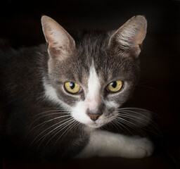 gray beautiful cat in the house, natural photo