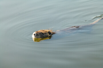 otter in the water