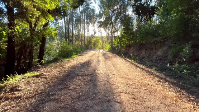 Amazing view from a forest at the sunset. walking in a wood.