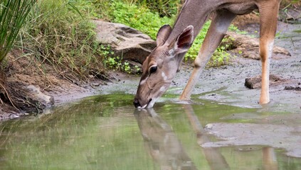 Closeup of a deer drinking water from a water puddle outdoors