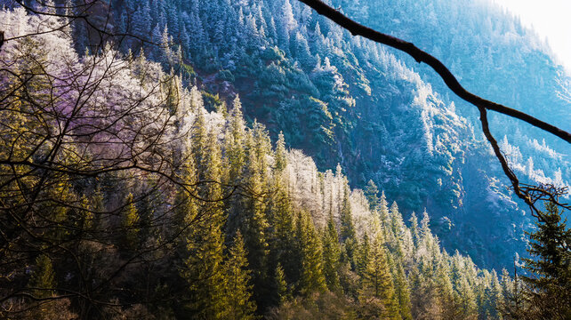 Amazing view on frozen forest in Tatra nature reserve