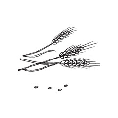 Hand drawn wheat. Realistic wheat ear. Black and white sketch of agricultural plant. Barley and rye crop. Harvesting grain for flour production.